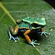 Amphibians