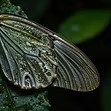 Insects