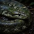 Reptiles