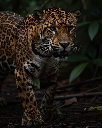 Jaguar