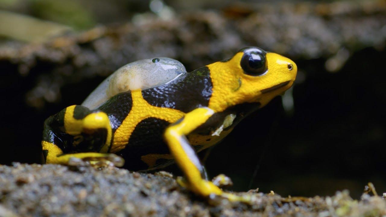 🌿 7 Strange Amazon Animal Stories That Reveal the Hidden Side of the Rainforest