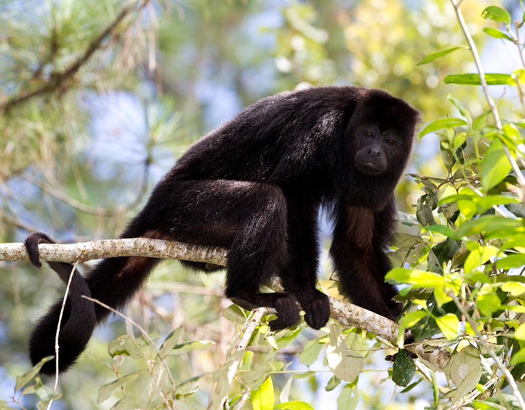 Black howler monkey and brown-throated sloth in tropical rainforest
