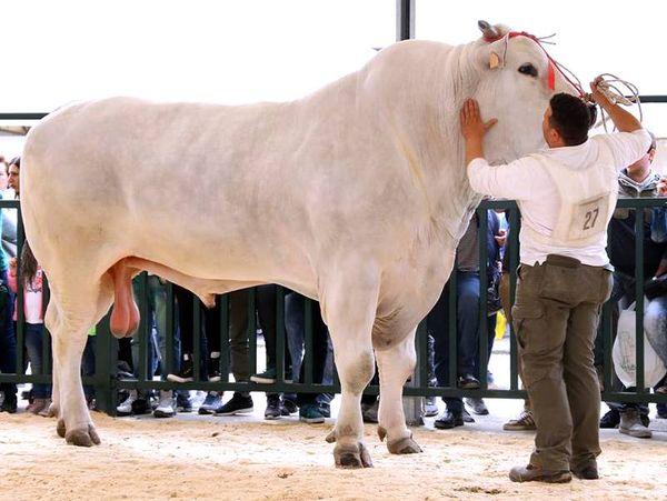 Chianina — The Towering White Giant