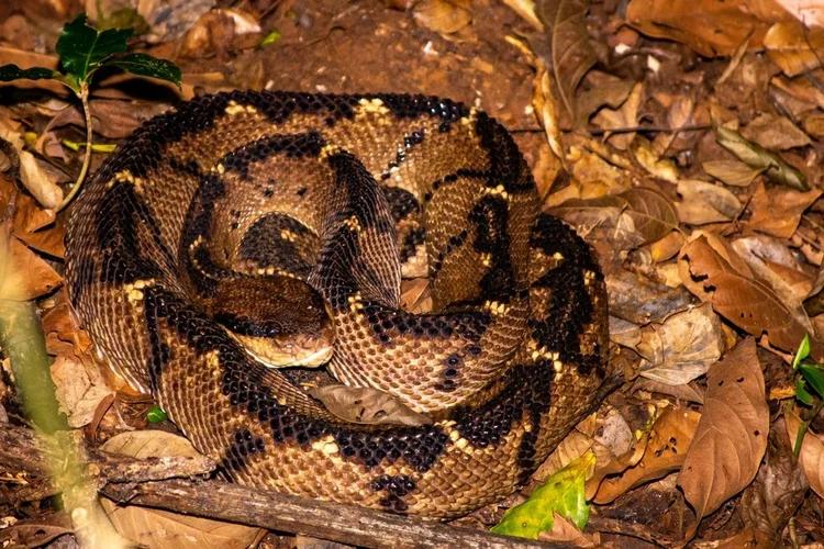 South American bushmaster resting on the rainforest floor in Peru