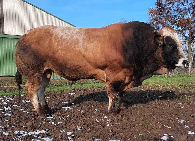 6. Charolais — The Powerful White Beef Bull