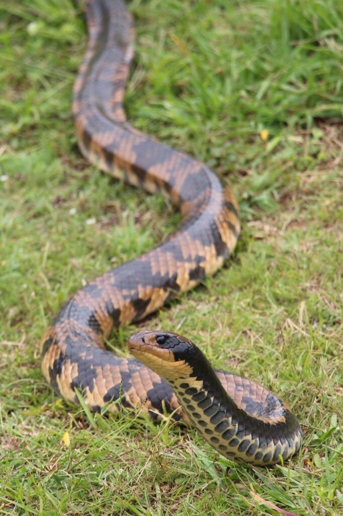 False water cobra Hydrodynastes gigas in South America