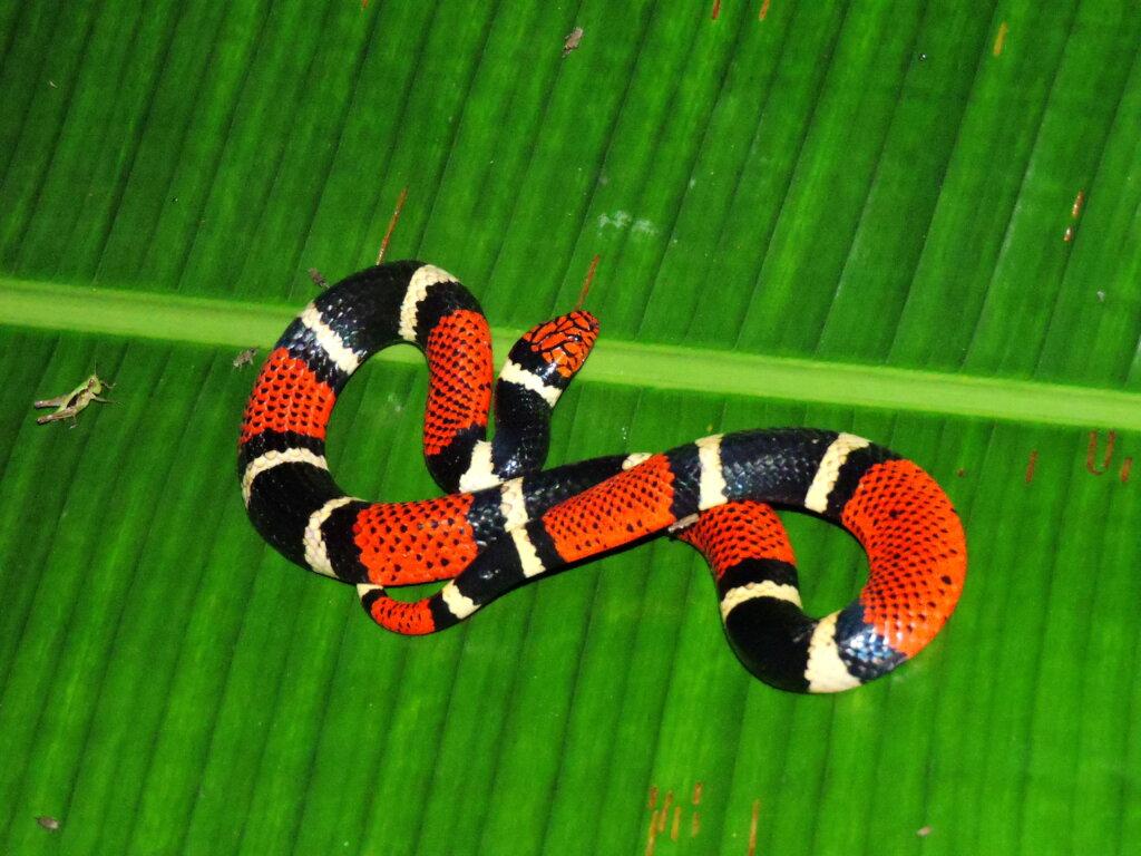 Amazonian coral snake with red black and pale bands