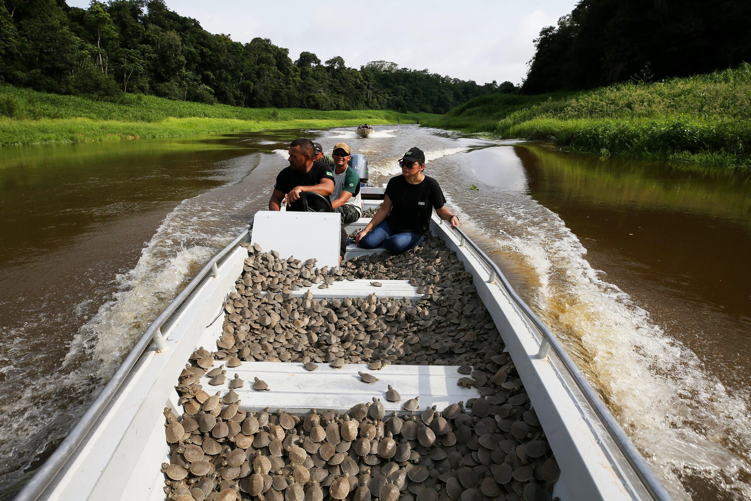 Amazon River Turtle Listed as Endangered: A Warning for One of the Rainforest’s Most Important Reptiles