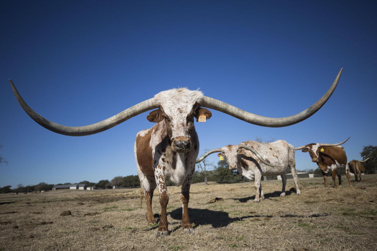 Texas Longhorn — The Champion of Horn Spread