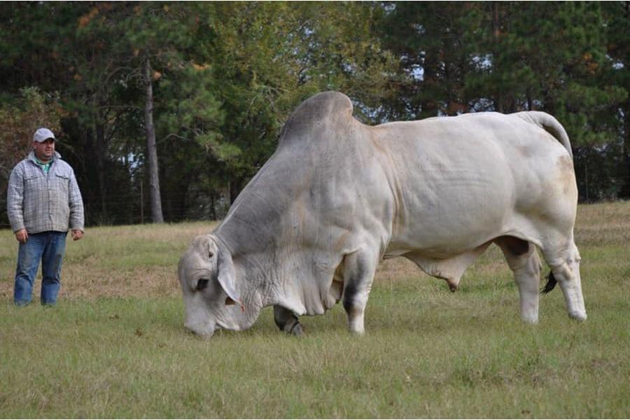Brahman — The Heat-Adapted Giant