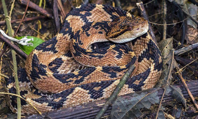 south-american-bushmaster-amazon.jpg