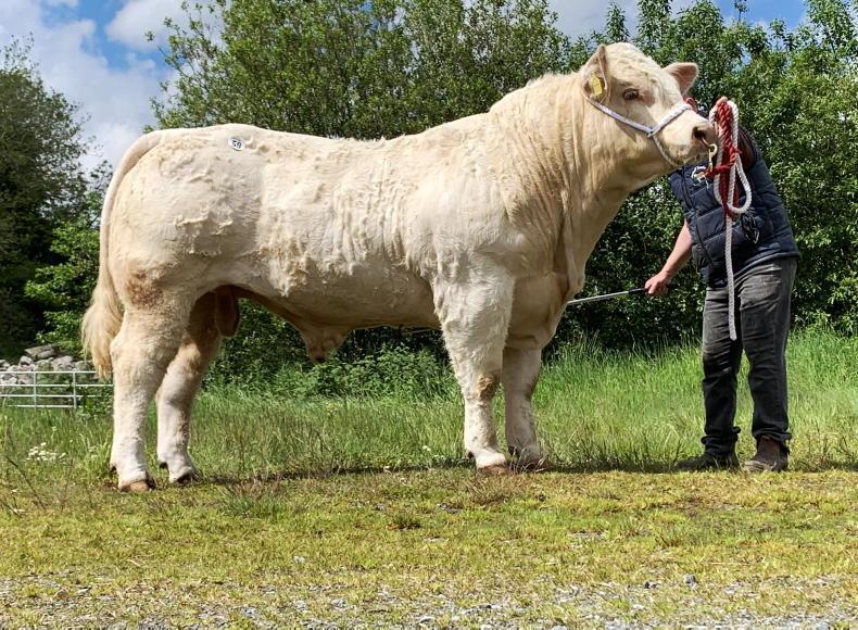 Parthenaise — A Muscular French Breed