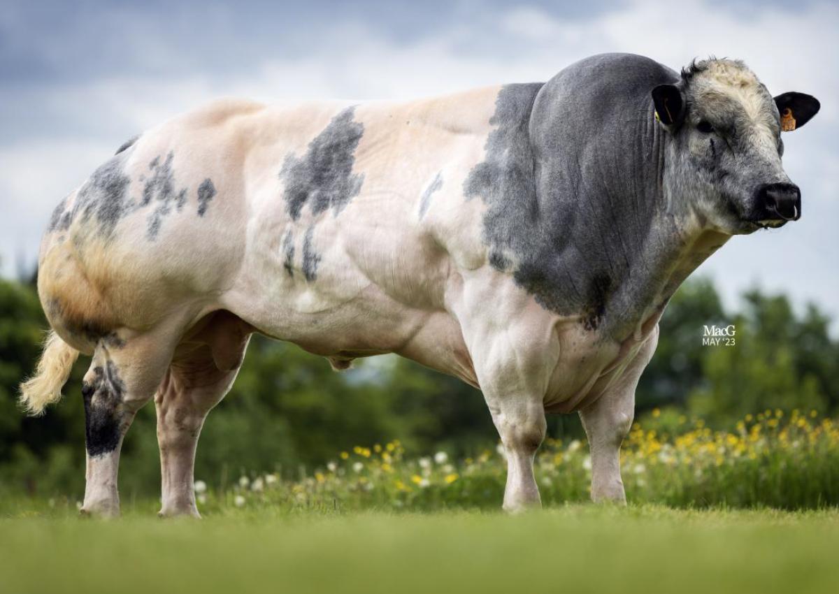 Belgian Blue — The Muscle Champion