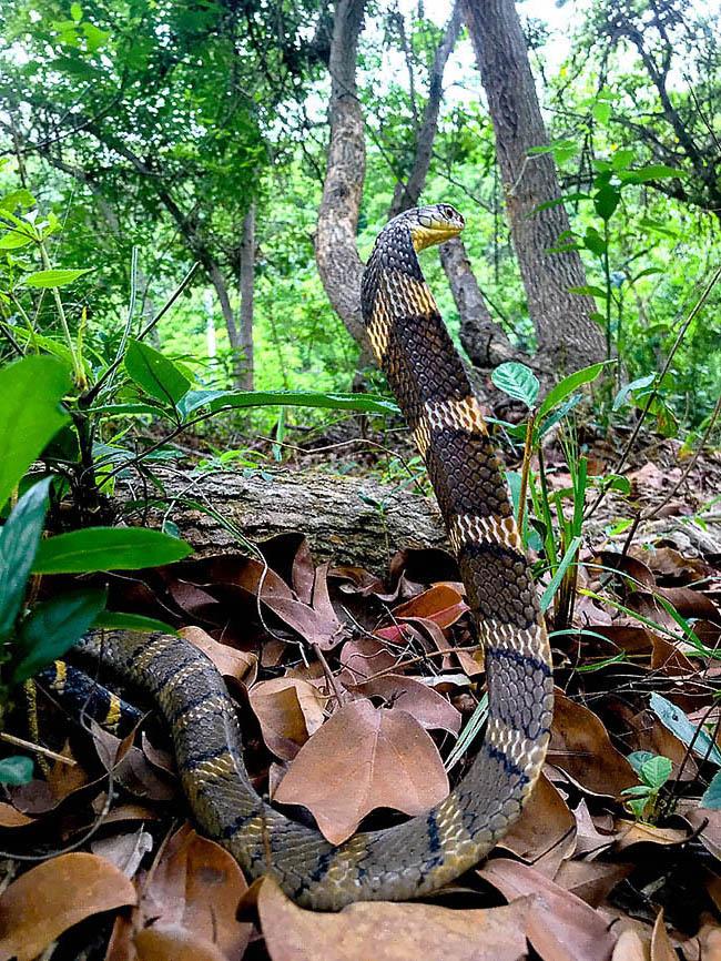 King cobra Ophiophagus hannah in its Asian forest habitat